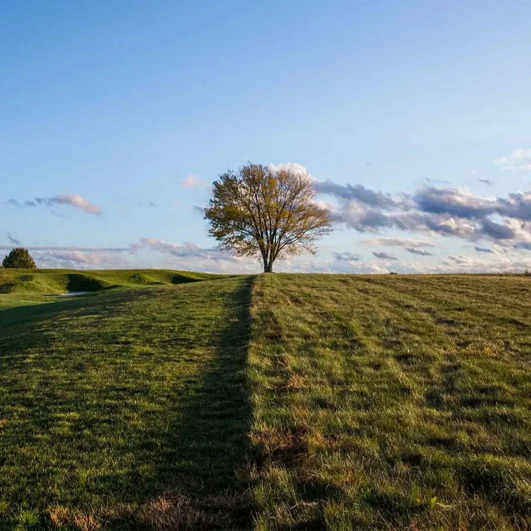 The Lone Tree